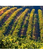 Italian wine selection from our Italian wine shop - Buy wine online