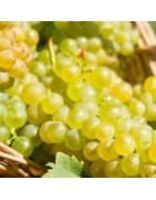 Vino bianco fermo - Vini bio selezionati dalla nostra cantina vini