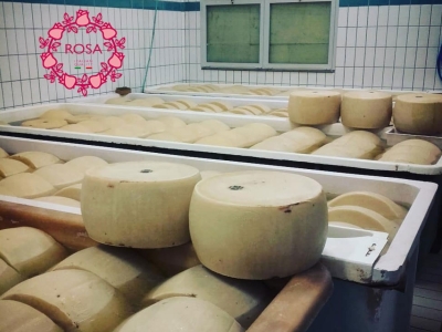 How Parmigiano Reggiano is made